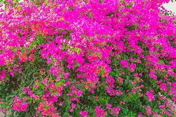 Image showing Exotic flowers and plants Egypt