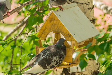 Image showing Pigeons around bird feeders  