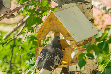 Image showing Pigeons around bird feeders  