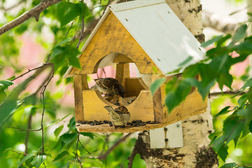 Image showing Sparrows arrived