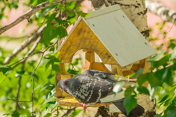 Image showing Pigeons around bird feeders  