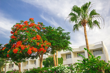 Image showing Exotic flowers and plants Egypt