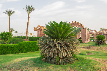 Image showing Exotic flowers and plants Egypt