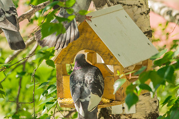 Image showing Pigeons around bird feeders  