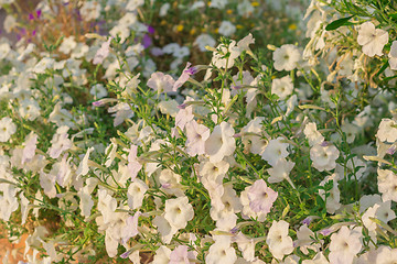 Image showing Exotic flowers and plants Egypt