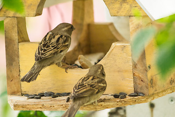 Image showing Sparrows arrived