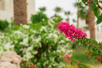 Image showing Exotic flowers and plants Egypt