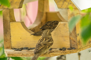 Image showing Sparrows arrived