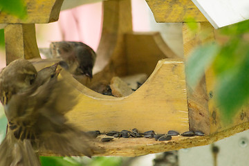 Image showing Sparrows arrived