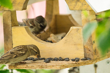 Image showing Sparrows arrived