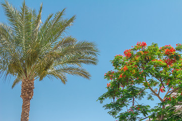 Image showing Exotic flowers and plants Egypt