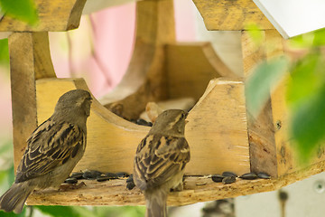 Image showing Sparrows arrived