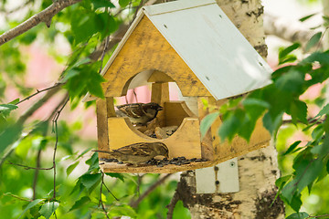 Image showing Sparrows arrived