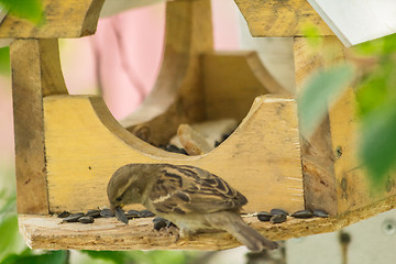 Image showing Sparrows arrived