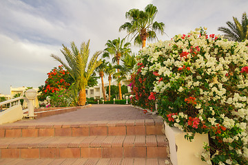 Image showing Exotic flowers and plants Egypt