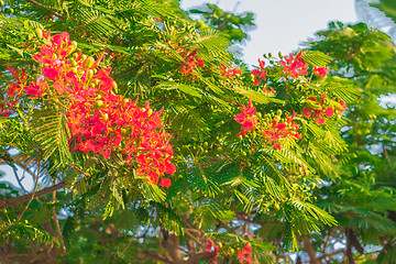 Image showing Exotic flowers and plants Egypt