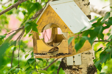 Image showing Sparrows arrived