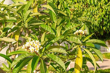 Image showing Exotic flowers and plants Egypt