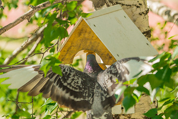 Image showing Pigeons around bird feeders  