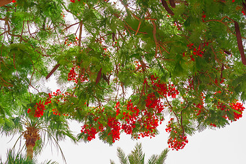 Image showing Exotic flowers and plants Egypt