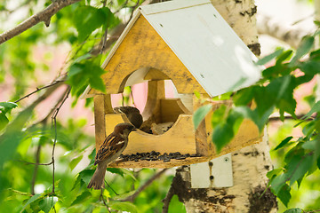 Image showing Sparrows arrived