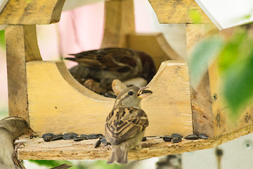 Image showing Sparrows arrived