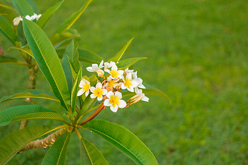 Image showing Exotic flowers and plants Egypt