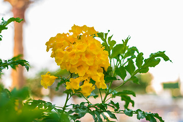 Image showing Exotic flowers and plants Egypt