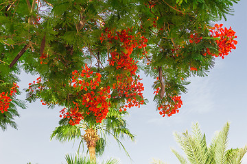 Image showing Exotic flowers and plants Egypt