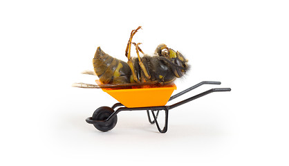 Image showing Dead wasp in a miniature wheelbarrow