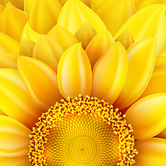 Image showing Macro SunFlower Background. EPS 10