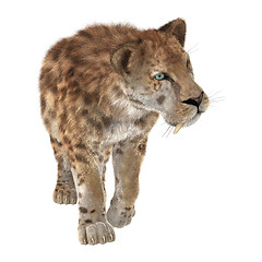 Image showing Big Cat Sabertooth