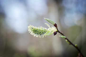 Image showing willow bud