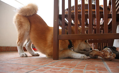 Image showing dog and bone