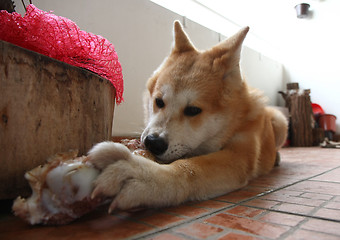 Image showing Dog and bone