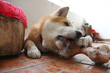 Image showing Dog and bone