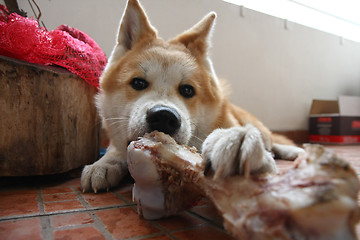 Image showing Dog and bone