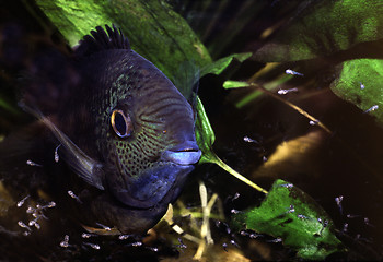Image showing Banded cichlid male protecting free swimming fry. Heros Efasciatus.