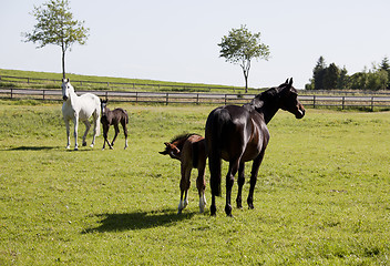 Image showing two mares with foals