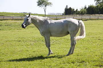 Image showing old broodmare