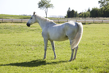 Image showing white horse on pasture