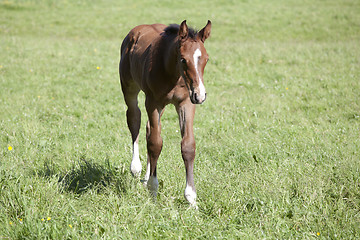 Image showing young Holsteiner foals