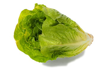 Image showing Romaine lettuce