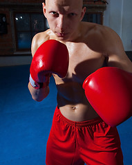 Image showing boxer portrait