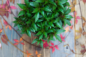 Image showing Impatiens flower in home garden