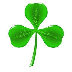 Image showing Green Clover 