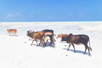 Image showing Cattle on Paje beach, Zanzibar.