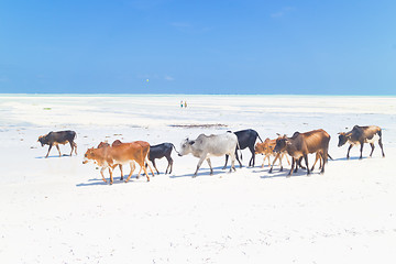 Image showing Cattle on Paje beach, Zanzibar.