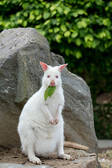 Image showing Closeup of a Red-necked Wallaby white albino female