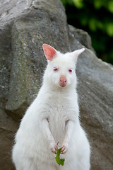 Image showing Closeup of a Red-necked Wallaby white albino female